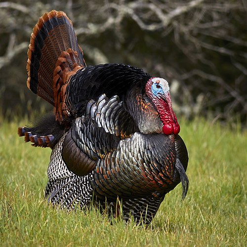 Male_wild_turkey_(Meleagris_gallopavo)_strutting.jpg