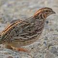SVP_Quail.jfif